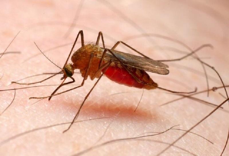 افزایش موارد ابتلا به مالاریا در ایران