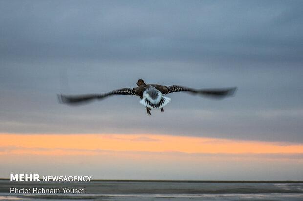 میقان به روی پرندگان مهاجر آغوش گشود/ پاییزگذرانی در مرکز ایران!