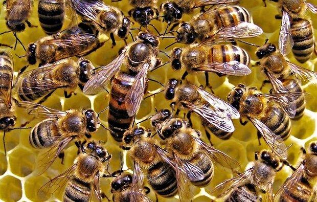 افزایش 10 درصدی تولیدات زنبورعسل در شهرستان همدان