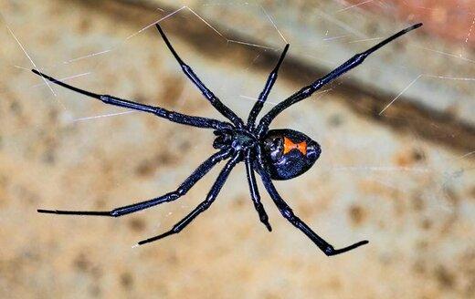 حافظه این عنکبوت که سمش کشنده‌تر از مار زنگی است را دست کم نگیرید!