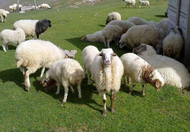 تولید کیت دامپزشکی تشخیص بیماری «شبه سل» در نشخوارکنندگان