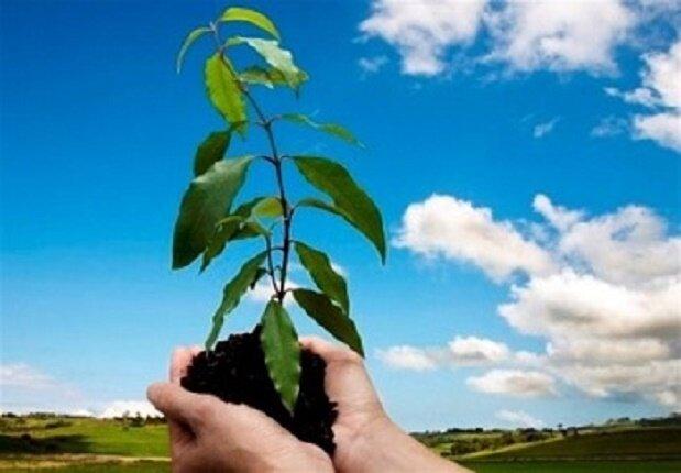کاشت درخت با کاهش مرگ و میر مرتبط است