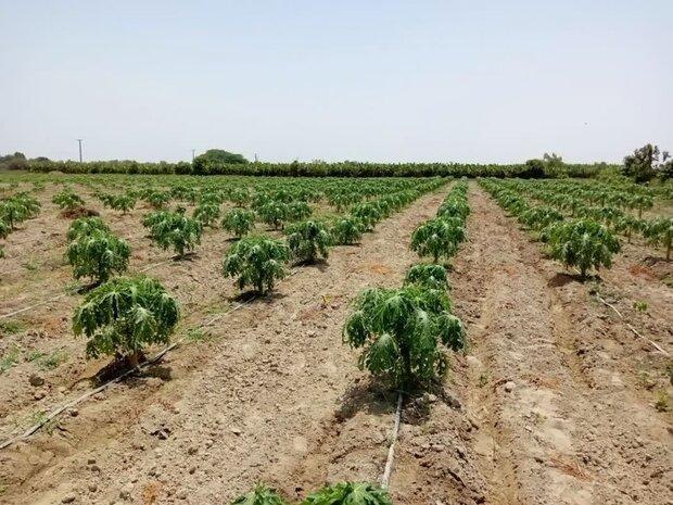 احداث ۱۰ هکتار باغ جدید خربزه درختی در زرآباد