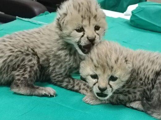 این مرد ناجی توله‌یوزها بود؟/ ماجرای عجیب پیدا شدن یوزها از زبان دامدار و کارمند اداره گاز سنگسر