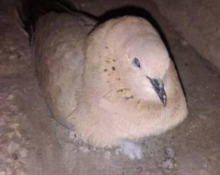 تصویری از یخ زدن یاکریم در سرمای مشهد