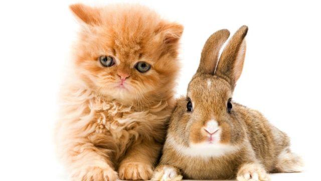 سال نو قمری: سال خرگوش یا گربه؟