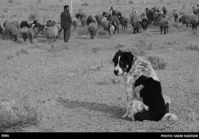 حفاظت از بانک ژن نژاد قوچ سنگسری با توزیع سالانه بیش از ۱۰۰راس