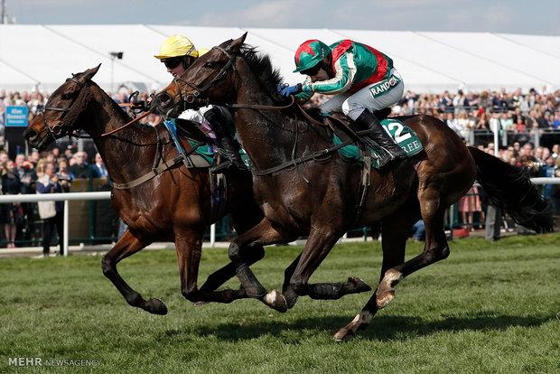 ۵۸ راس اسب در هفته پانزدهم کورس گنبد به مصاف هم رفتند
