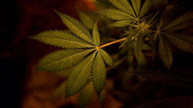  دانشمندان آکسفورد در پی بررسی داروی مبتنی بر شاهدانه برای درمان بیماری روان پریشی