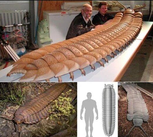 هزارپای خوفناک به اندازه یک ماشین کوچک / عکس