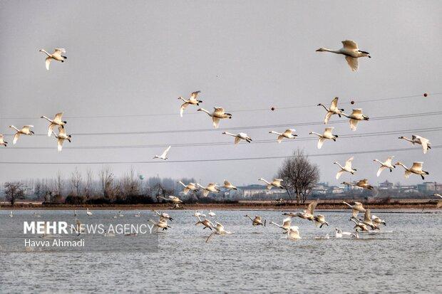 ۱۸۰ هزار قطعه انواع پرنده در مازندران سرشماری شد
