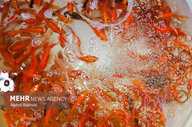 کنترل مراکز عرضه ماهی قرمز در قم/ فروش لاک‌پشت و سمندر ممنوع است