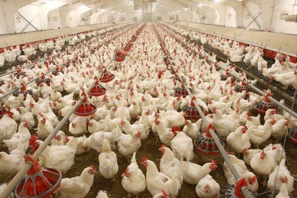 پیش‌بینی تولید بیش از ۹۹۰۰ تن مرغ طی فروردین ماه در خراسان رضوی
