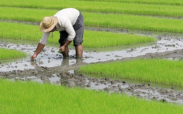 سیاست گذاری برای تنظیم بازار برنج
