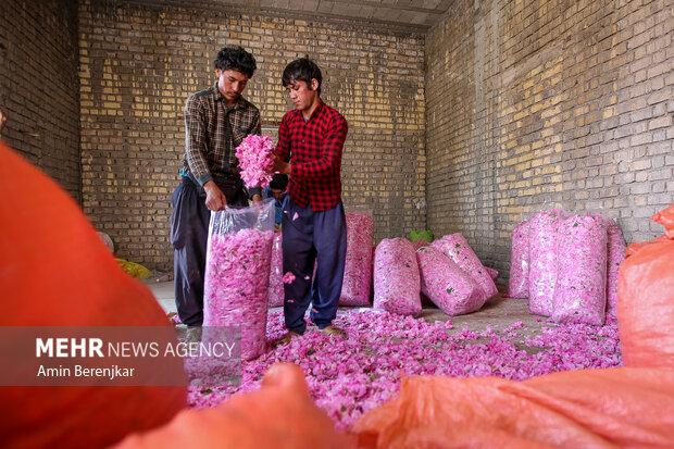 خام فروشی «گل محمدی میمند» در سایه بی توجهی مدیران فارس