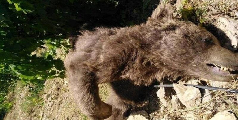 صدور حکم حبس ۶ ماهه برای عوامل مرگ یک خرس