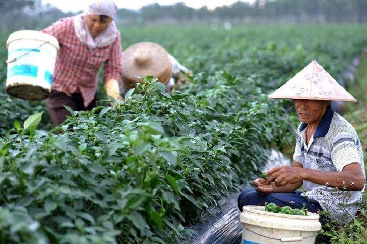 مسیر کشاورزی چین به سرمایه داری