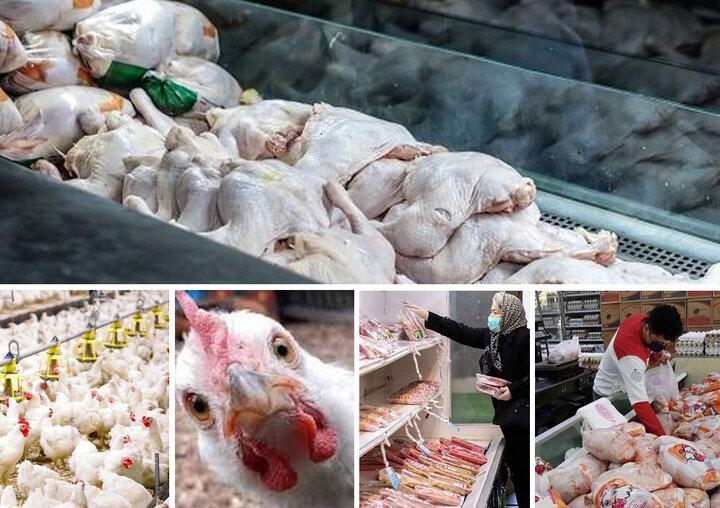 گرانی جوجه یک روزه و نبود نظارت/ بی‌ثباتی بلای جان مرغداران