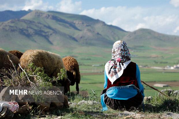 «دشت می‌خواند» به تدوین رسید/ حمله گرگ و تصمیم دختر چوپان