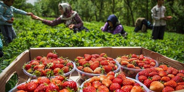 فصل توت‌فرنگی را در کردستان بگذرانید