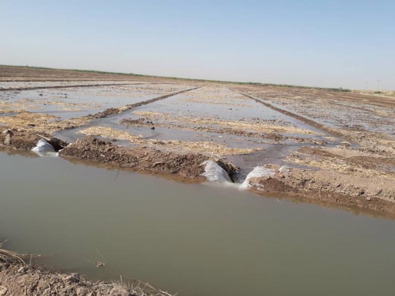 ممنوعیت کشت شلتوک در حوضه آبی کرخه