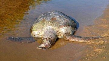کشف لاشه لاک‌پشت پوزه عقابی غول پیکر در ساحل بندرعباس/ عکس
