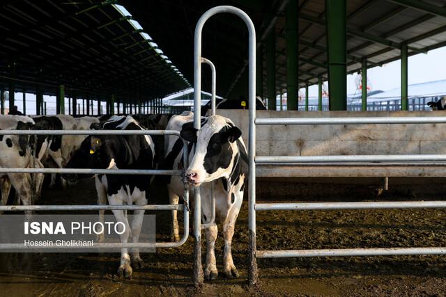 ۱۷۸ دامداری غیر مجاز در مشهد وجود دارد