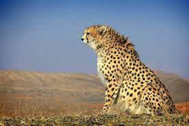 سگ‌های بدون صاحب، مهمترین تهدید یوزپلنگ ایرانی در خراسان رضوی