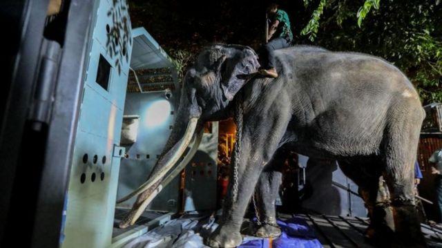 بازگرداندن فیل جنجالی تایلندی پس از «بدرفتاری» با او در سریلانکا