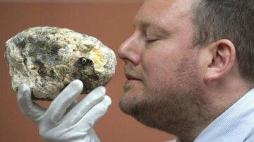 در دل نهنگ مرده گنج پیدا شد/ طلای شناور نیم‌ میلیون دلاری/ عکس