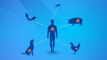 اگر با حیوانات در ارتباط هستید، مراقب این بیماری‌های خطرناک باشید