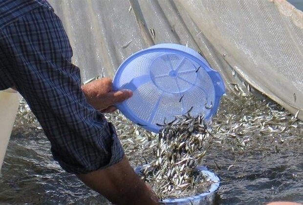رهاسازی بچه ماهی سفید در رودخانه لوندویل آستارا