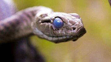 لحظه عجیبی که چشمان مار ابری می‌شود!/ عکس