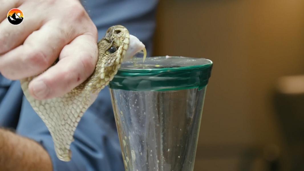 پادزهرهای موسسه رازی علیه «سیه مار» در سیستان و بلوچستان