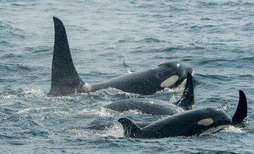 عکس | کشف شگفت انگیز درباره نهنگ های قاتل !