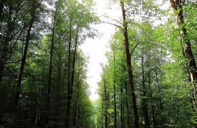   اداره اوقاف سواد کوه ۴۰۰ هکتار جنگل را اجاره داد