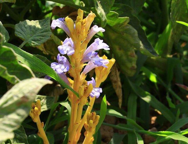 خسارت ۲۵ درصدی علف‌های هرز به محصولات کشاورزی