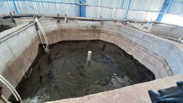 صادرات ۶۵ تن گوشت خاویار به روسیه و آذربایجان از سبزوار