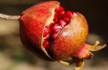 خرید این ۵ نهال انار اقتصادی و سودآور را از دست ندهید!