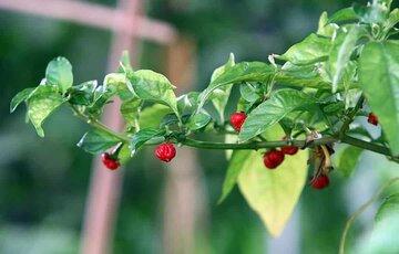 اگر این فلفل را بخورید، زنده نمی‌مانید!/ عکس