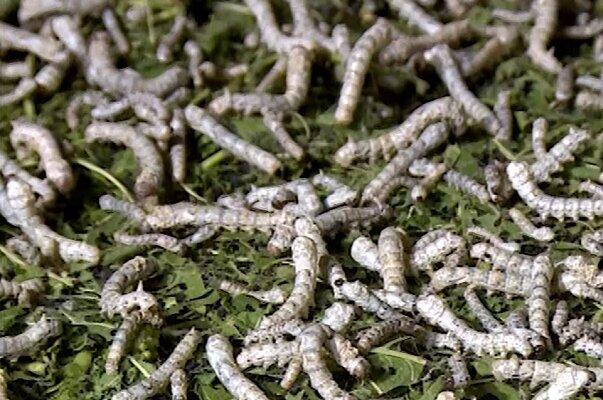 احیای صنعت نوغانداری در خراسان شمالی با همت دولت / تولید ۱۱ درصد رشد داشت