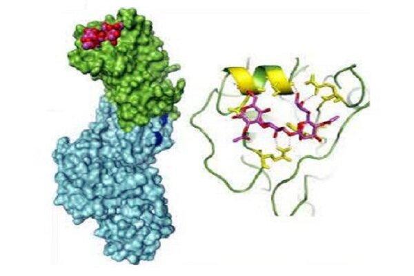 نخستین واکسن نوترکیب تحت واحد آنفلوانزای پرندگان ساخته شد