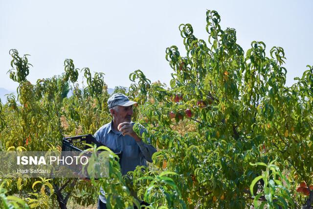 هلوی امیرآباد، چراغ روشنی که باید برند شود