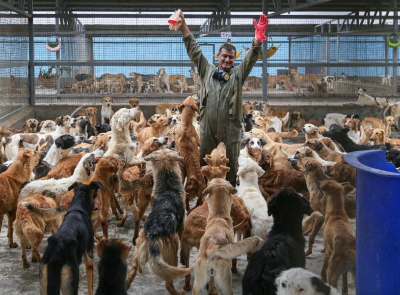  مخالفان سگ کشی آمار گاز گرفتن حیوانات و ابتلا به هاری در ایران را جعلی دانستند 