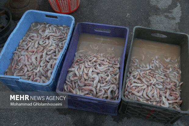 فراخوان شناسایی شرکت‌های دانش بنیان برای تکمیل چرخه تکثیر میگو