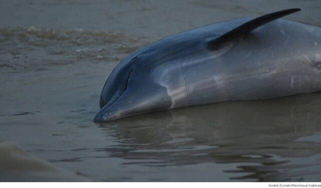 خشکسالی به جان گونه‌های رود آمازون افتاده است