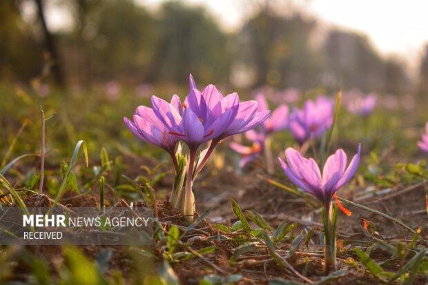 زعفران گران‌ترین محصول کشاورزی جهان