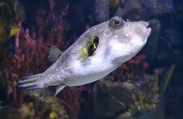 این ماهی را اگر به‌روش صحیح آماده نکنید، مرگبار می‌شود