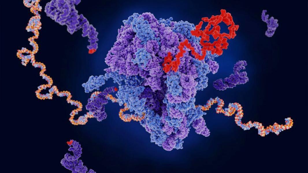 نمونه‌برداری مکرر mRNA بدون ازبین‌رفتن سلول‌ها