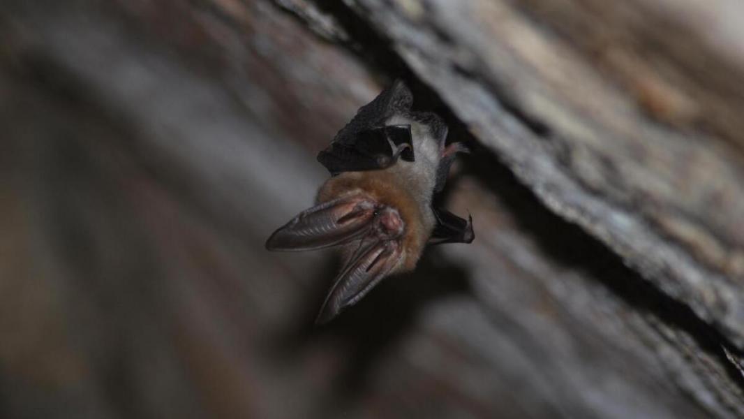 خفاش‌ها افراد سرطانی را نجات می‌دهند